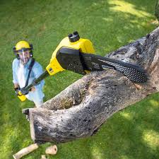 How Our Tree Care Process Works  in  Florida, NY