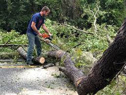 How Our Tree Care Process Works  in  Florida, NY