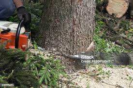  Florida, NY Tree Services Pros