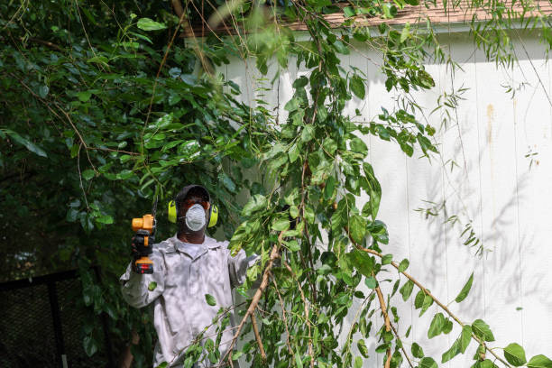 Best Tree Maintenance Programs  in Florida, NY