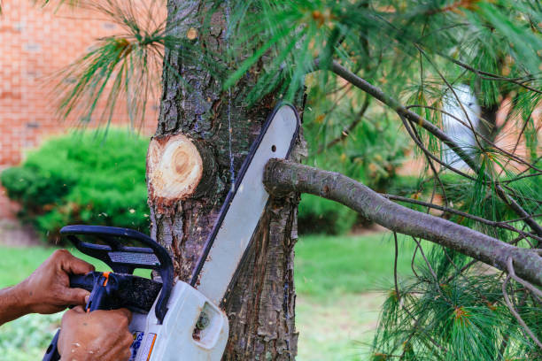 Trusted Florida, NY Tree Services Experts